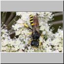 Lestica clypeata - Grabwespe w01a 12mm - OS-Hellern Wiese det.jpg